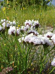limonium sinuatum
